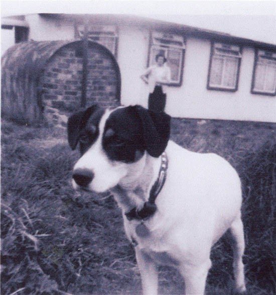 Laddie-1