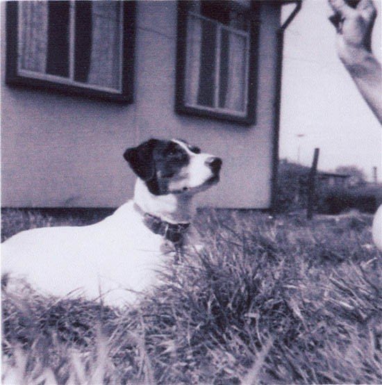 Laddie-2