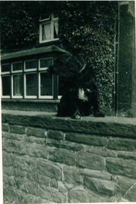 prince-the-dog-hedgefield-rd