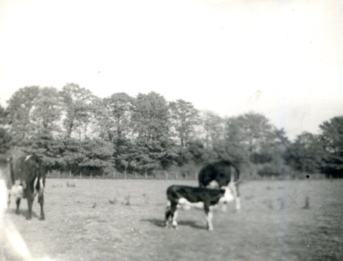 LGrange-Farm-cows-Railway-beyond